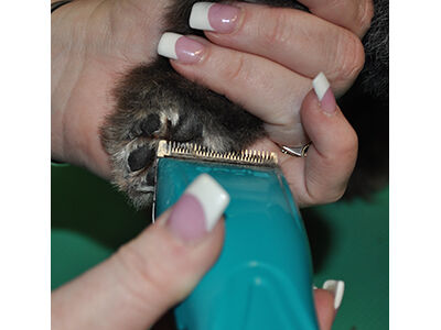 How to Learn the Asian Fusion Pet Grooming Technique